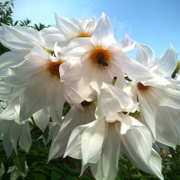 Imperial Tree Dahlia - Dahlia Imperialis alba - White Lightning - Majestic 2m Skyscraper Dahlias main product photo