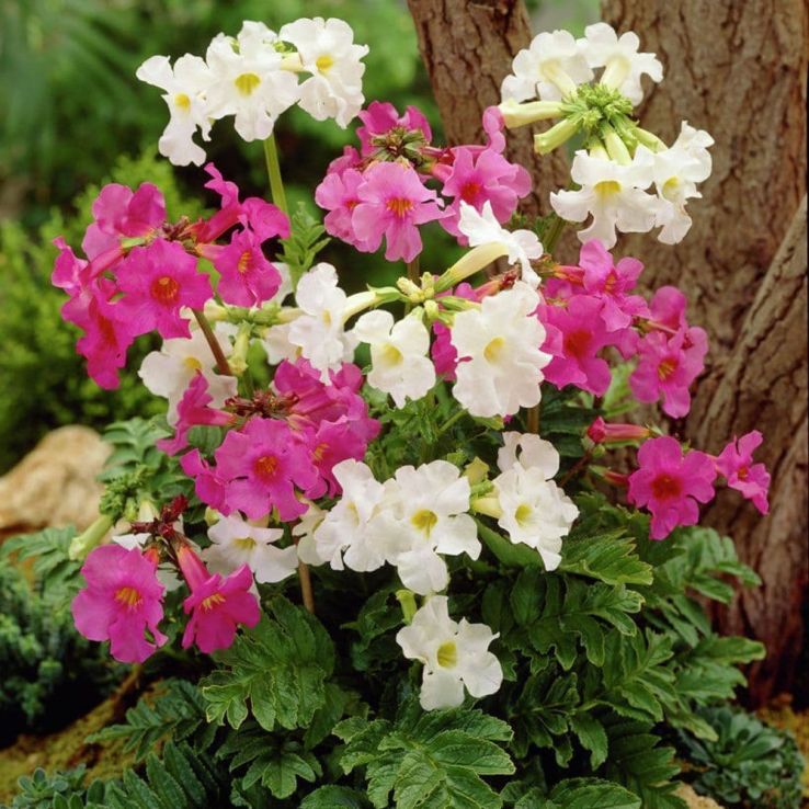 Incarvillea Mixed - Pack of Four Bare Root Plants main product photo