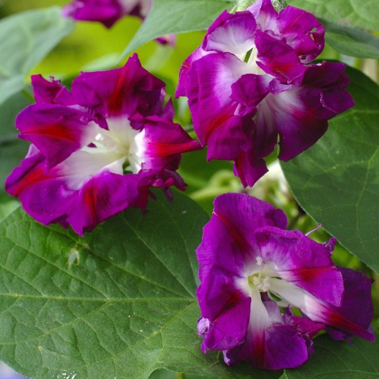Ipomoea x imperialis Sunrise Serenade - Morning Glory Climbing Vine main product photo