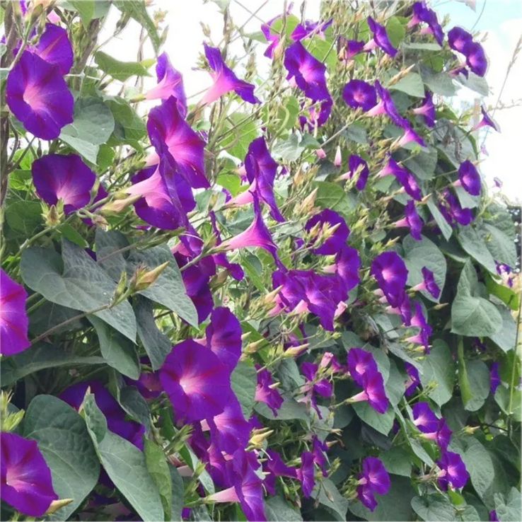 Ipomoea 'Grandpa Ott' - Morning Glory Climbing Vine main product photo
