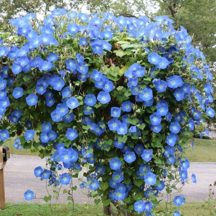 Ipomoea 'Clarke's Heavenly Blue' - Morning Glory Climbing Vine main product photo