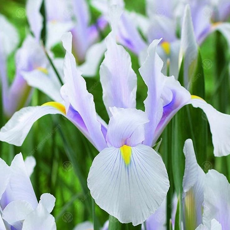 Dutch Iris hollandica Carmen - Pack of 10 Bulbs main product photo