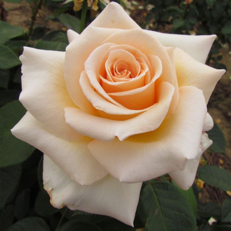 Rose 'Isn't She Lovely' - Hybrid Tea Rose main product photo
