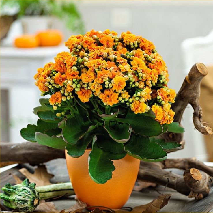 indoor planters for plants H Potter Tall Copper Garden Urn Planter main image 1
