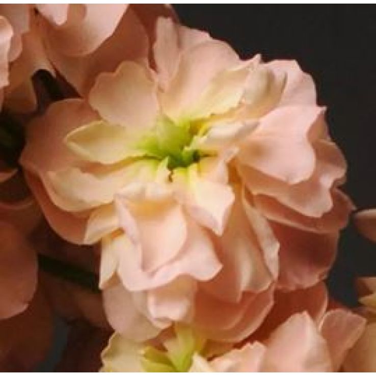 Matthiola Incana 'Katz Apricot' - Fragrant Column Stock Plant main product photo