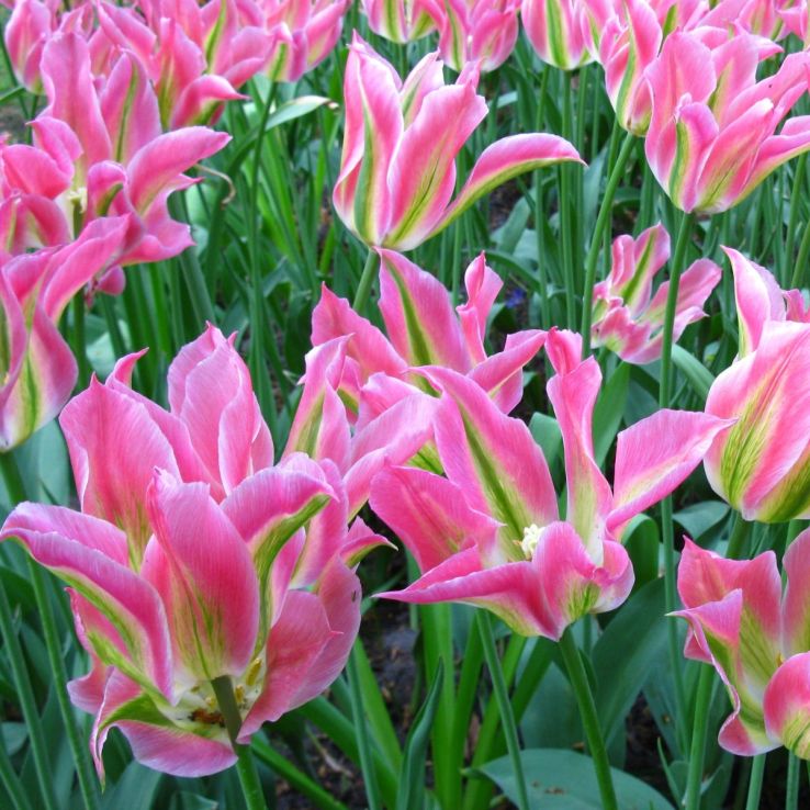 Tulip Virichic- Pack of 6 main product photo