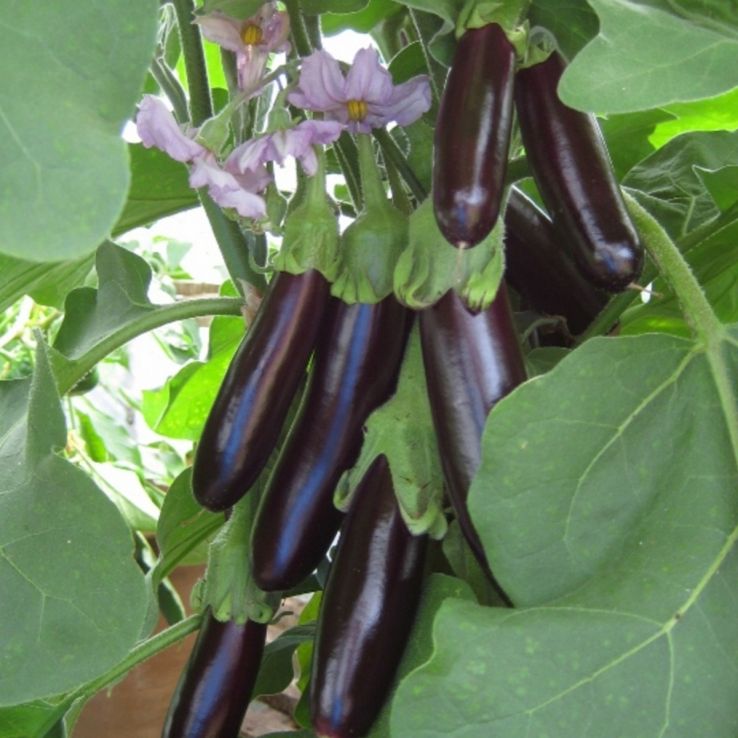 Aubergine Plant 'Long Purple' main product photo