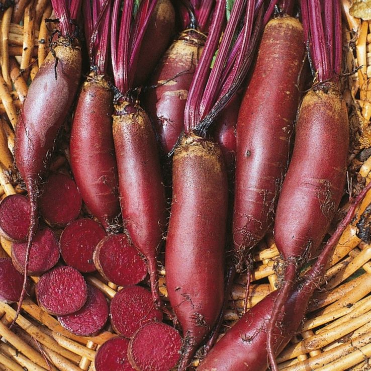 Beetroot Plant 'Cylindra' main product photo