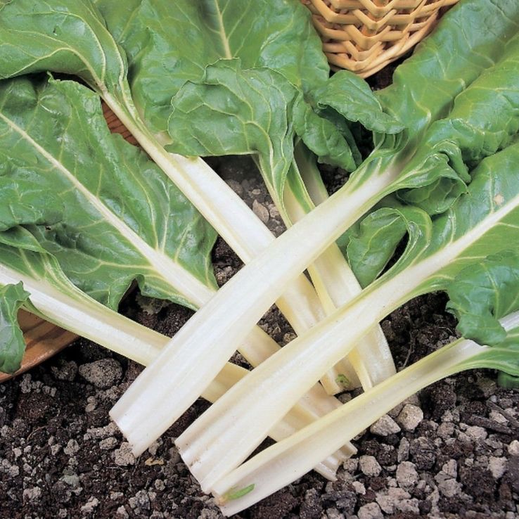 Beet Plant - Leaf Swiss Chard main product photo