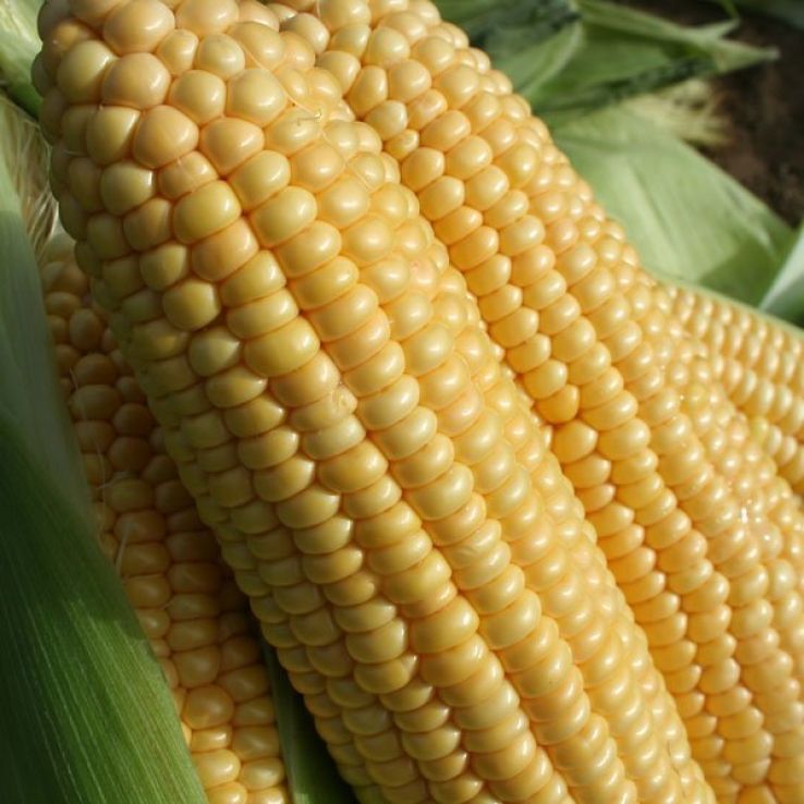Sweetcorn Plant 'Goldcrest F1' main product photo
