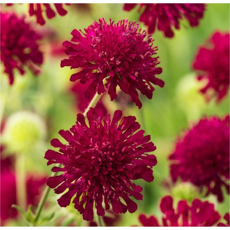 Knautia macedonica - Red Knight Scabious main product photo
