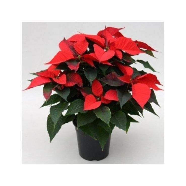 Luxurious 'You are my Christmas Star' Extra Large Poinsettia Plant