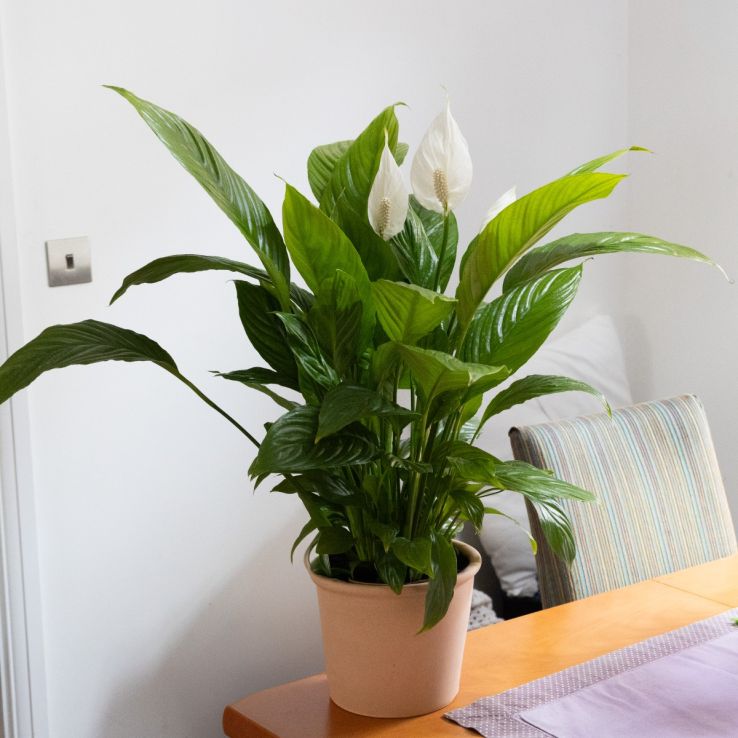 Large Peace Lily in Bud & Bloom main product photo