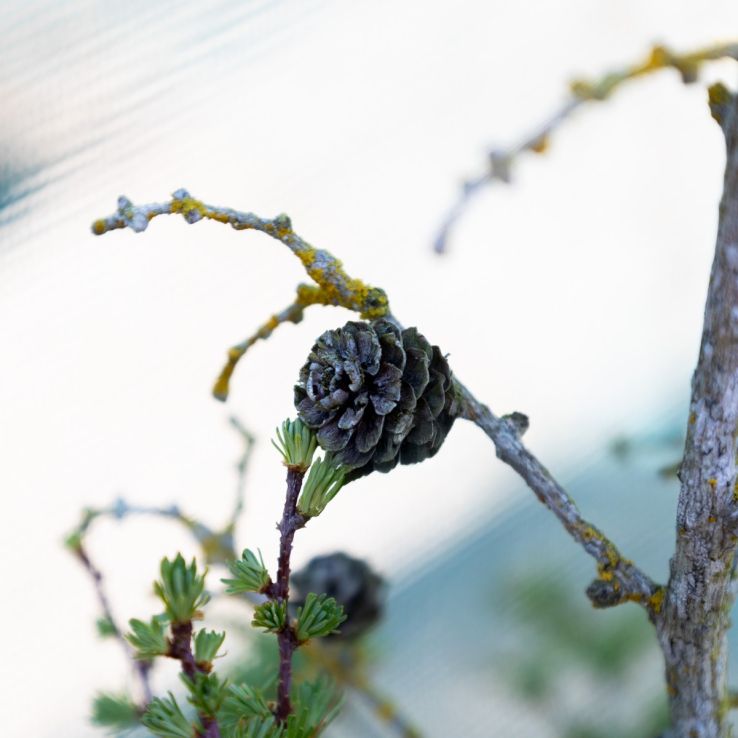 Larix kaempferi