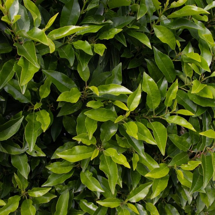 Prunus lusitanica - Evergreen Portugese Laurel - Bushy Plants for Hedging - circa 80-120cm main product photo