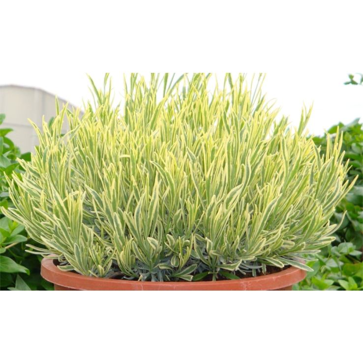 swiss cheese pothos Philodendron Swiss Cheese – Horti main image 0