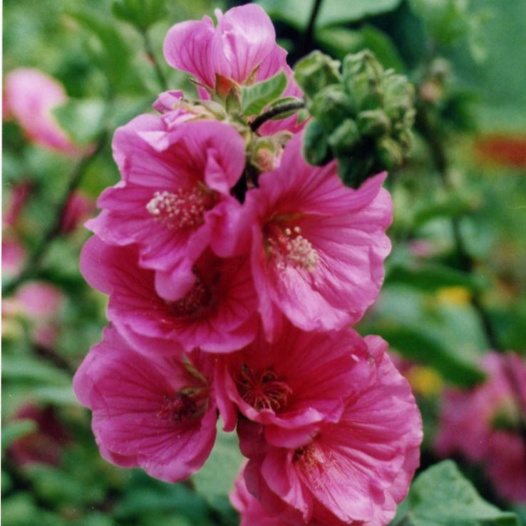 Lavatera ‘Red Rum’ main product photo