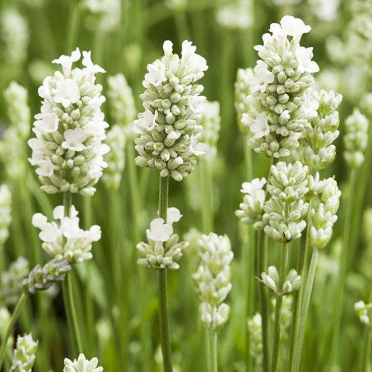 Large - Lavandula angustifolia Alba - Arctic Snow - Hardy White Edelweiss English Lavender main product photo