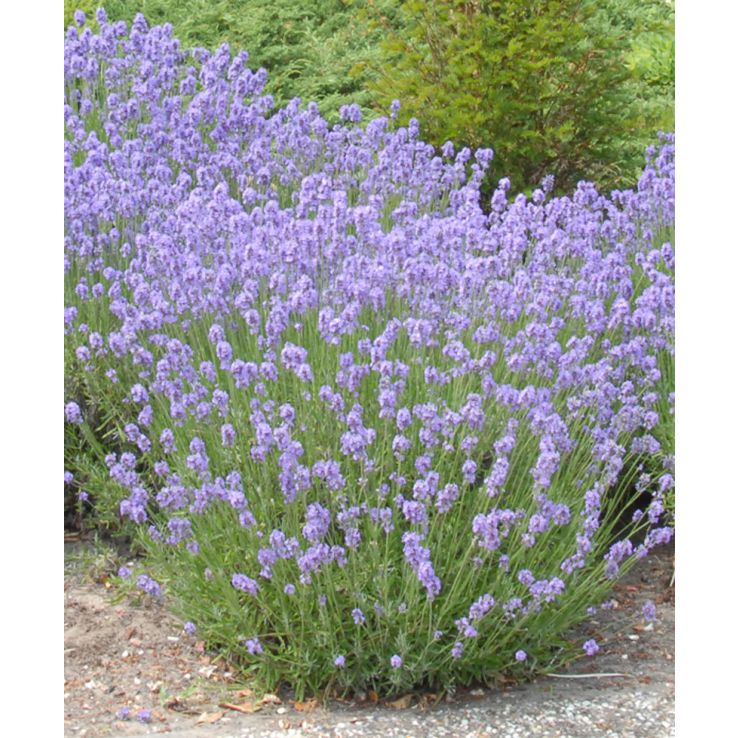 English Lavender Seeds (Lavandula angustifolia) – Monticello Shop