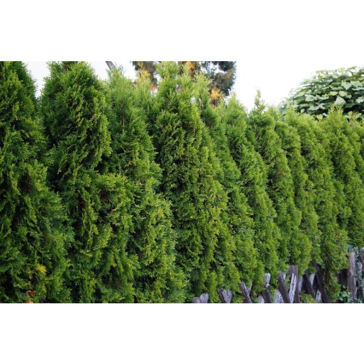 thuja smaragd 400 cm Lebensbaum