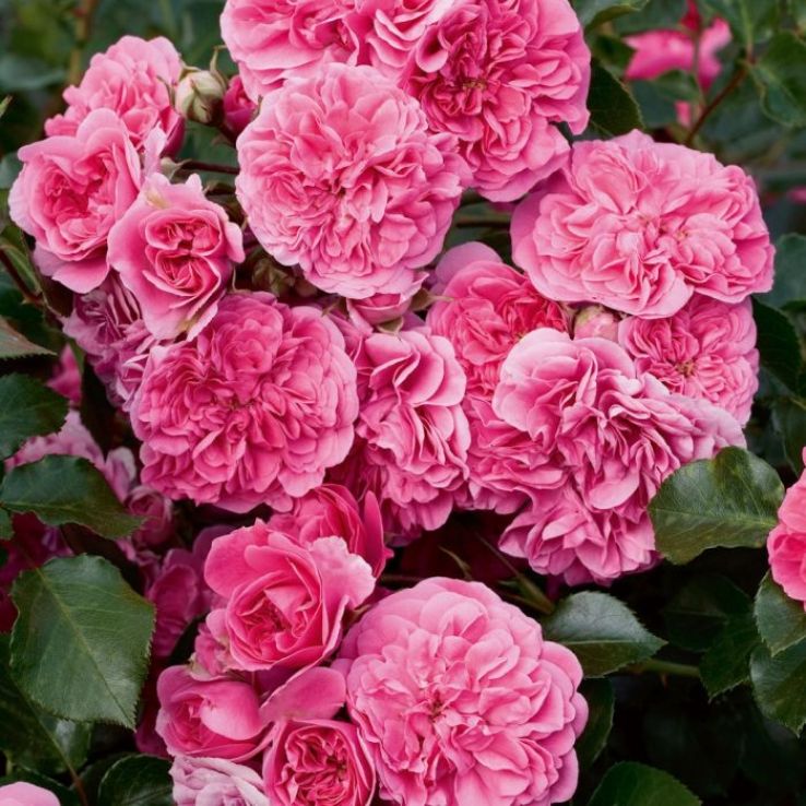 Rose 'Les Quatre Saisons' - Damask Rose main product photo