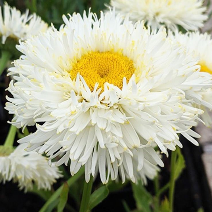 Leucanthemum x Superbum Coconut - Shasta Daisy main product photo