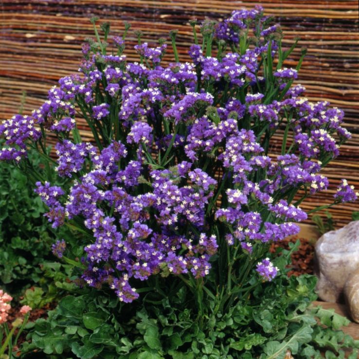 Statice (Limonium) Forever Blue main product photo