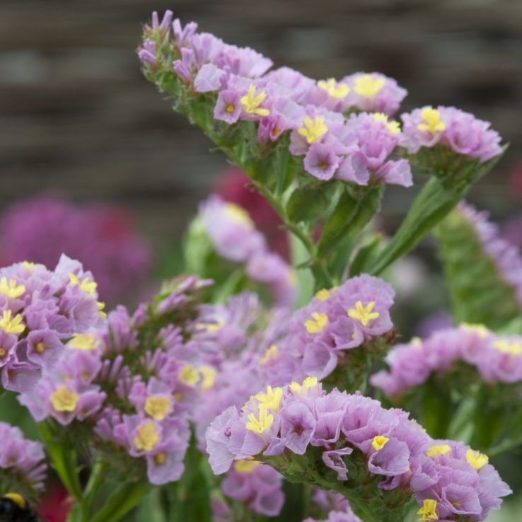 Statice (Limonium) Forever Happy main product photo