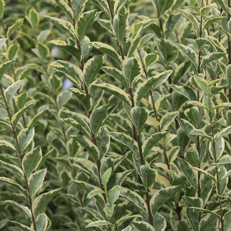 Ligustrum argenteum - Variegated Privet main product photo
