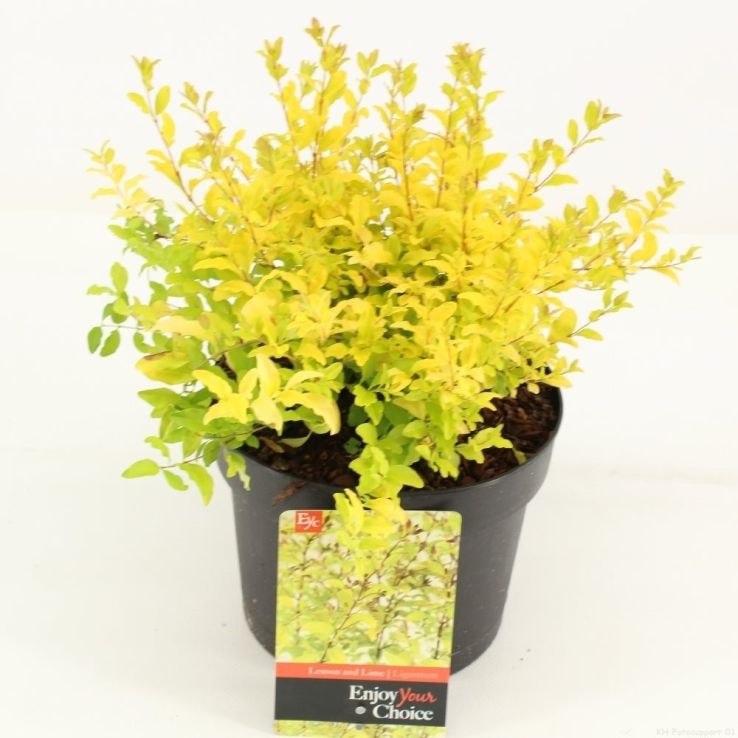 Ligustrum Lemon and Lime - Sunshine Ligustrum