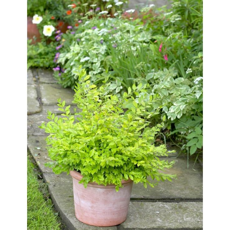 Ligustrum Lemon and Lime - Sunshine Ligustrum