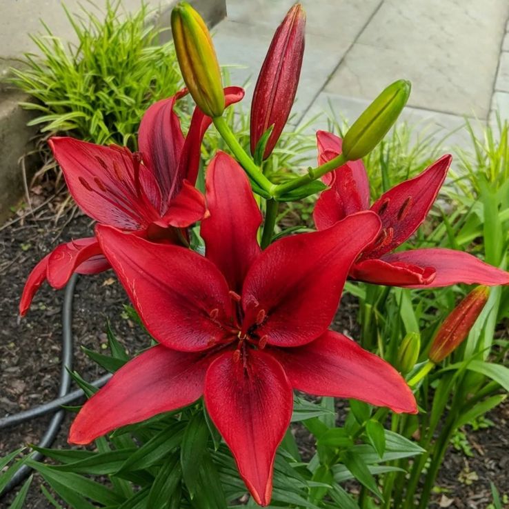 Lilium Monte Negro - Pack of TWO Lily Bulbs main product photo