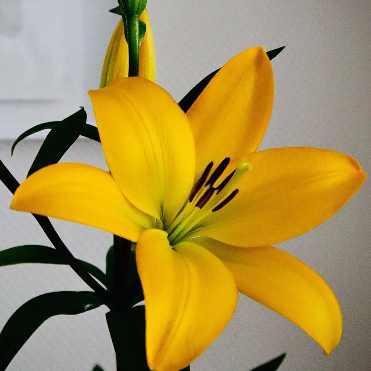 Lilium Scipione - Tall Hybrid Lily Bulb main product photo