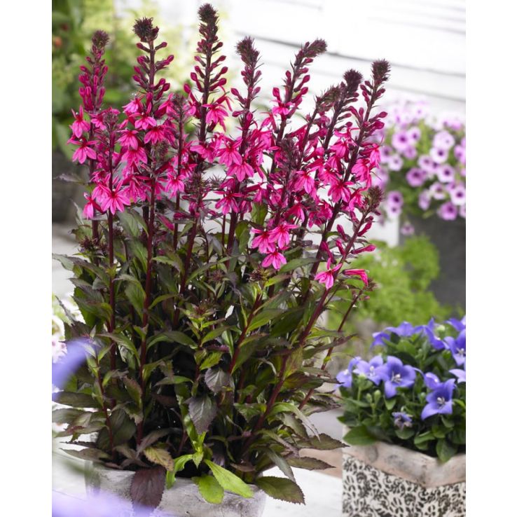 Lobelia speciosa Starship Rose Princess Lobelia speciosa Starship Rose Princess