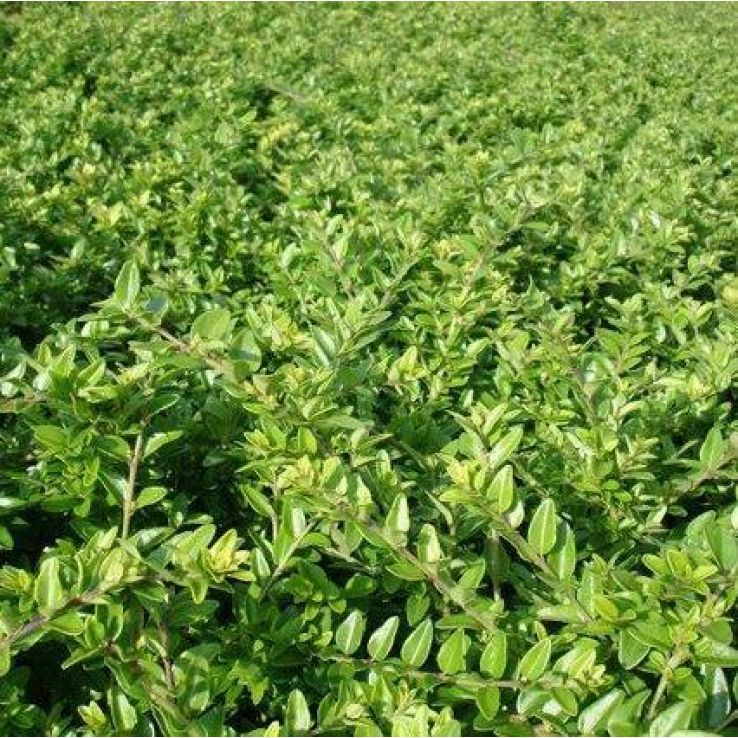 tamarind plant Tart Tamarind Fruit Tree, Tamarindus indica