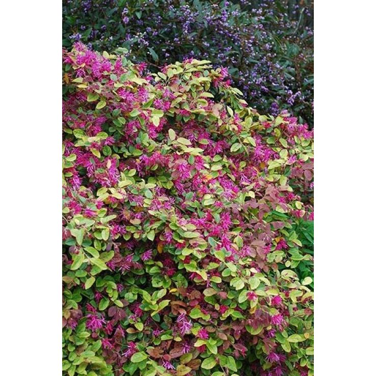 Loropetalum chinensis Daybreaks Flame - Chinese Witch Hazel