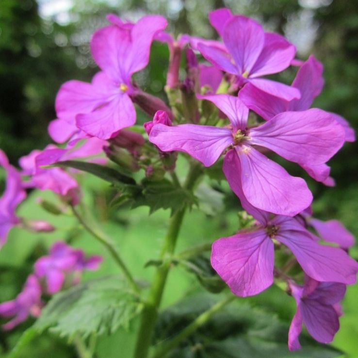 Lunaria annua (biennis) - Violet main product photo