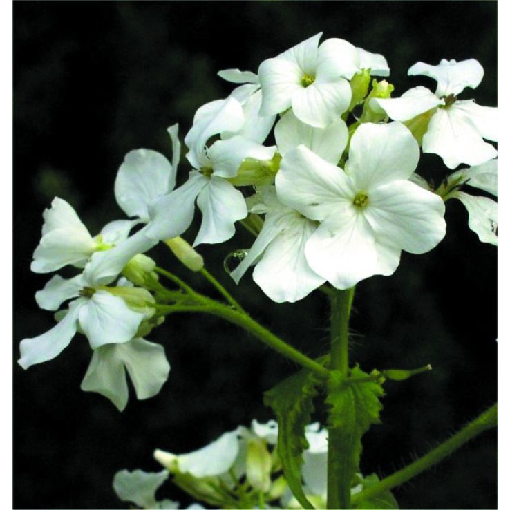 Lunaria annua (biennis) - Alba main product photo