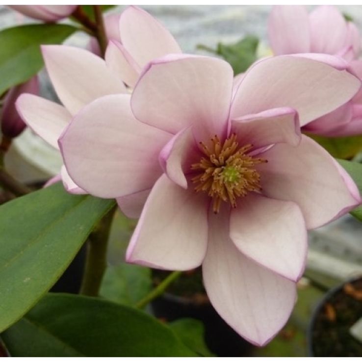 magnolia-fairy-blush-1.jpg