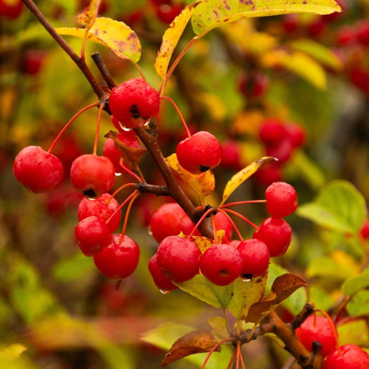 Malus Red Sentinel - Crabapple Tree- circa 130-150cm