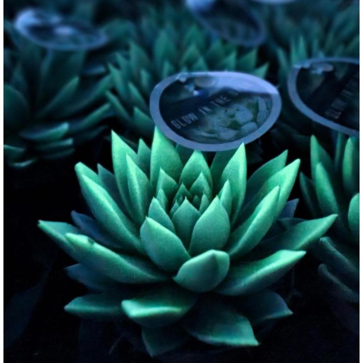 Echeveria 'Glowing Star' Plant