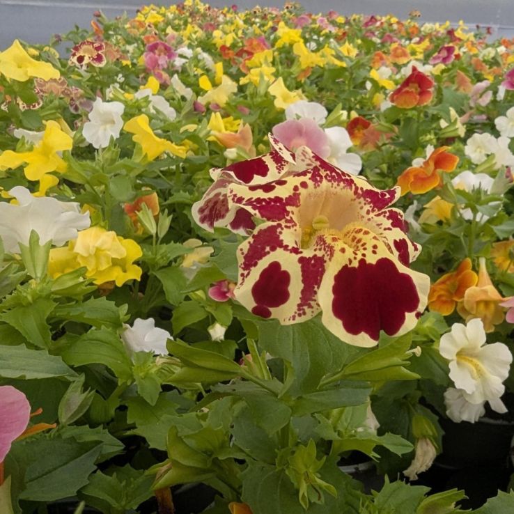 Mimulus x Hybrida 'Maximus Mixture' - Monkey Flowers main product photo