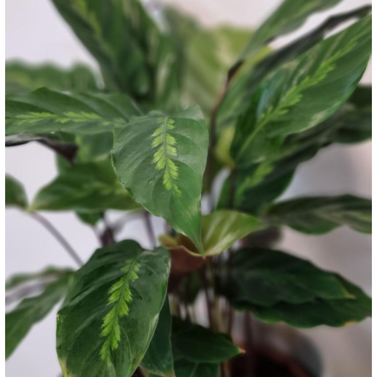 gelbbunter efeu Gelbbunter Efeu 'Goldchild' kaufen | Hedera helix 'Goldchild' main image 0