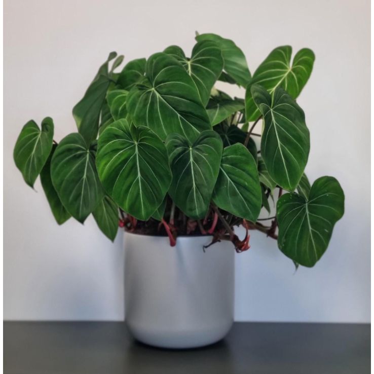 Philodendron Gloriosum