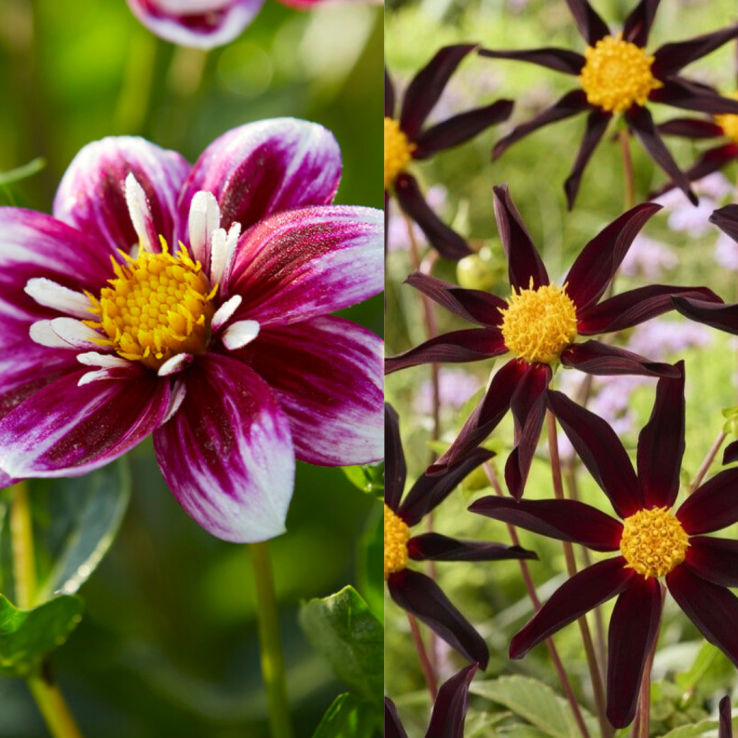 Dahlia Black-Pink - Pack of THREE main product photo