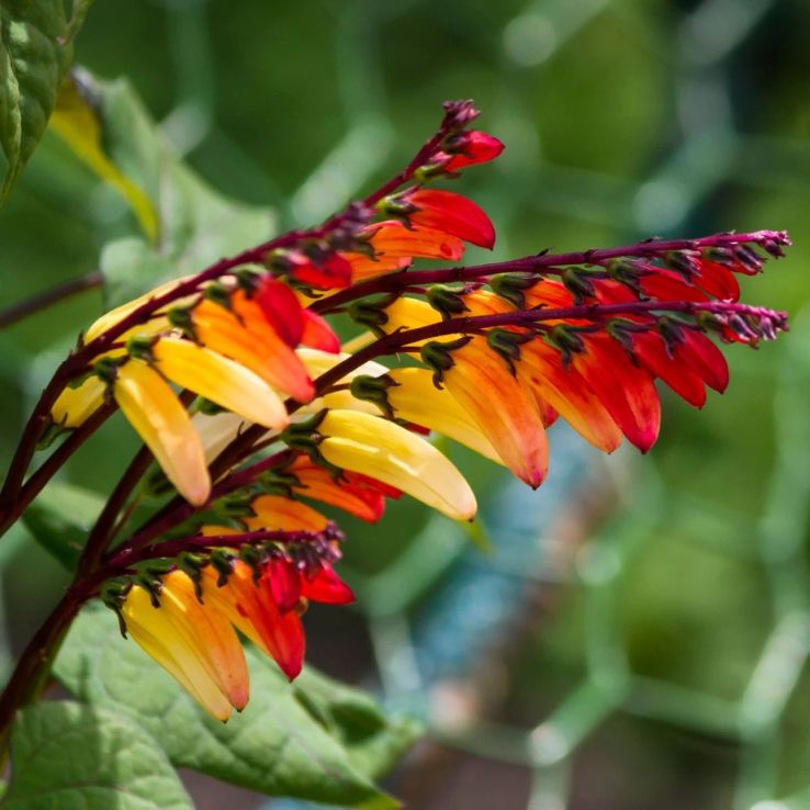 Ipomoea lobata 'Jungle Queen' - Mina lobata 'Spanish Flag' main product photo