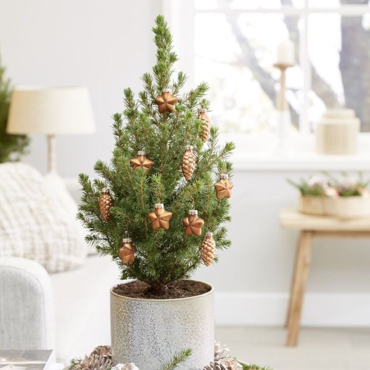 Mini Christmas Tree - Tabletop Christmas Tree - Classy Contemporary Small Real Christmas Tree main product photo