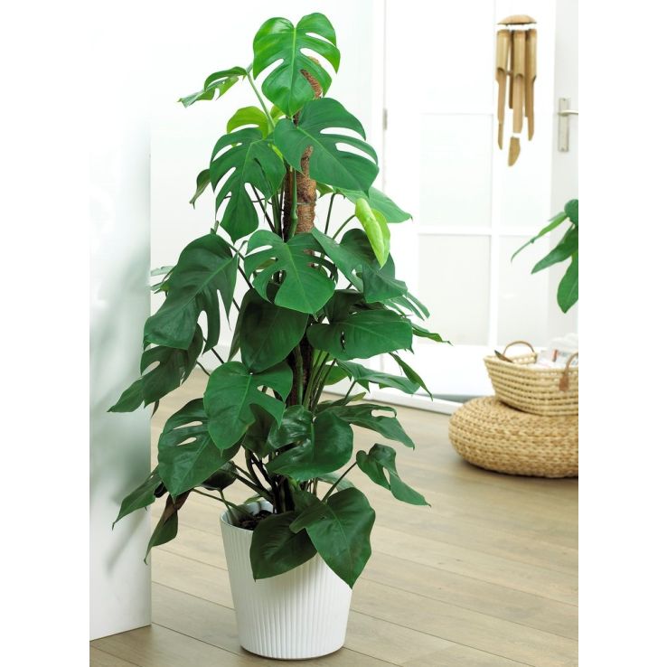 monstera albo pink kaufen Láminas Botánicas: Monstera, Rhaphidophora & Pink Princess main image 1
