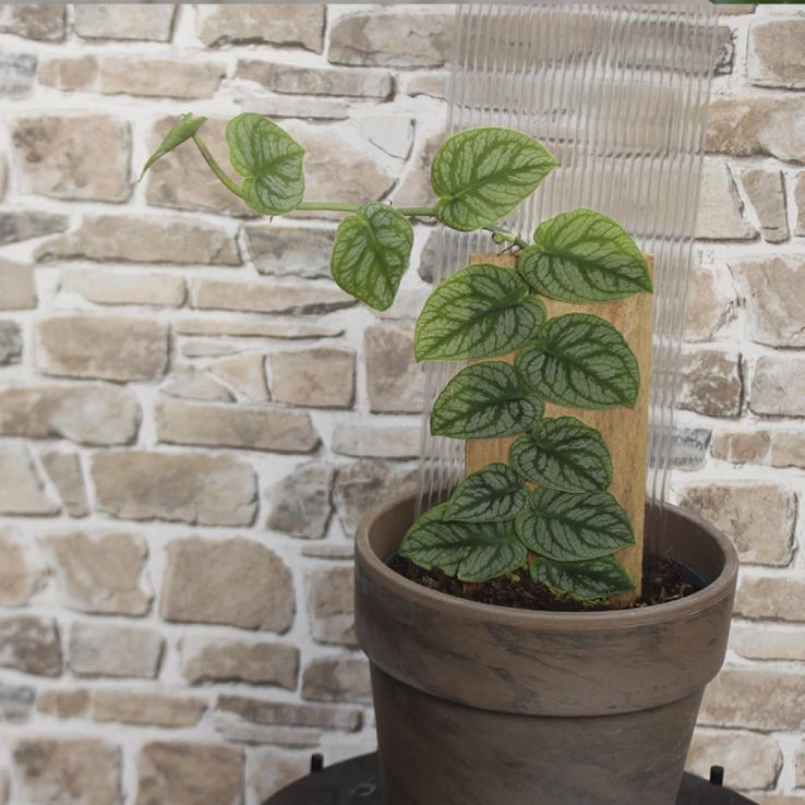 Monstera Dubia on Plank - Rare and Unusual
