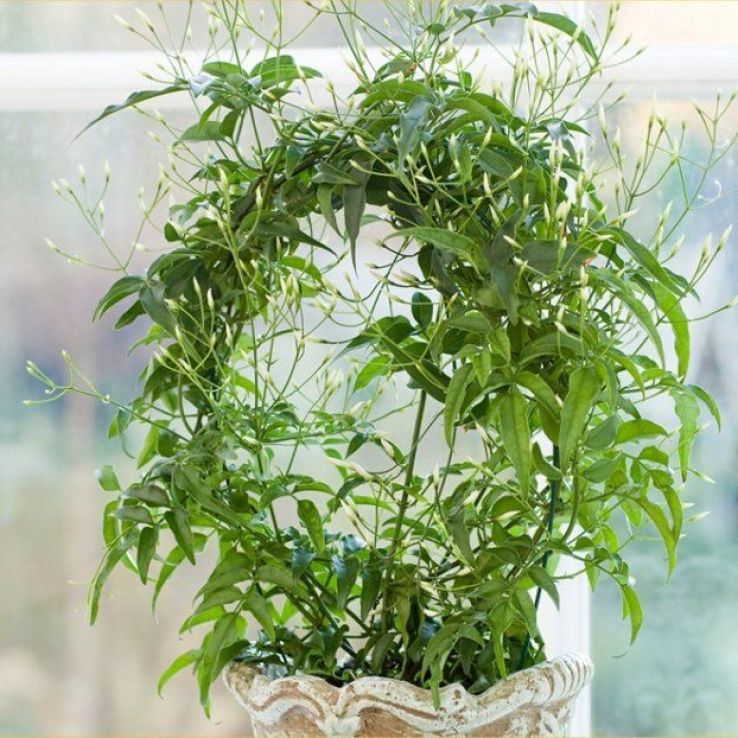 Perfumed Chinese Jasmin Trained on a Hoop in White Pot main product photo